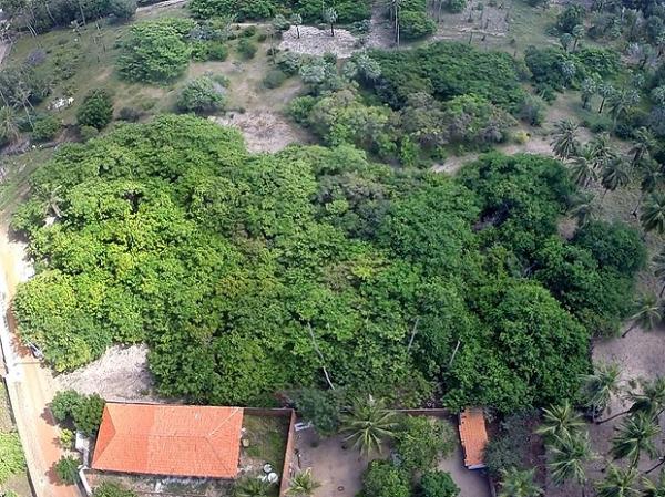 Cajueiro no Piau&iacute; quer o t&iacute;tulo de o maior do mundo. Foto tirada em fevereiro de 2016.(Imagem:Reprodu&ccedil;&atilde;o/TV Clube)
