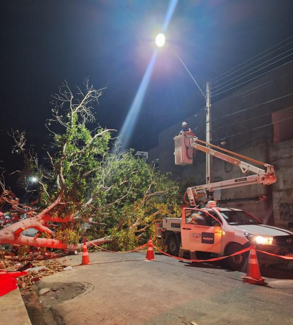 Chuva causa queda de árvore e interdita Rua Alfredo Estrela em Floriano.(Imagem:Divulgação/PM)
