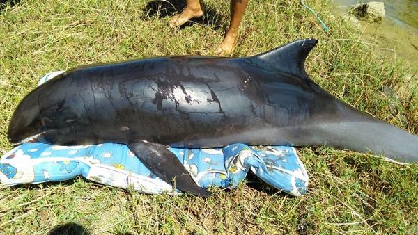 Mais um golfinho encalha no Litoral do Piauí, não resiste e morre