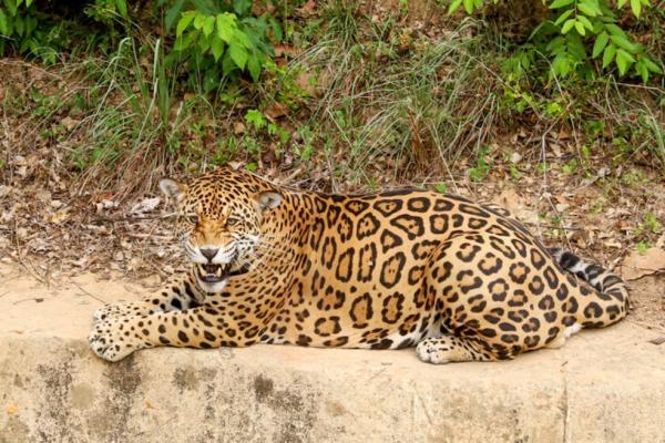 Justiça determina suspensão de transferência e liberação de animais do Parque Zoobotânico de Teresin