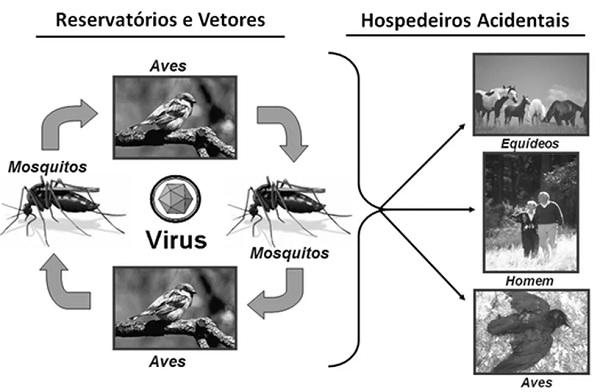  Forma de transmiss&atilde;o da febre do Nilo Ocidental. (Imagem:Reprodu&ccedil;&atilde;o/Minist&eacute;rio da Sa&uacute;de )