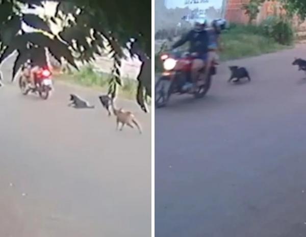 Polícia identifica mãe e filha filmadas em uma moto arrastando cadela presa a corrente em Picos