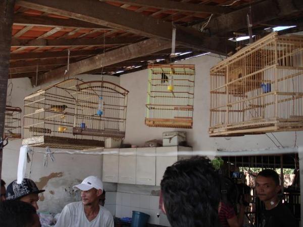 Pol&iacute;cia apreende 49 galos de briga e 9 p&aacute;ssaros silvestres em Floriano.(Imagem:FlorianoNews)