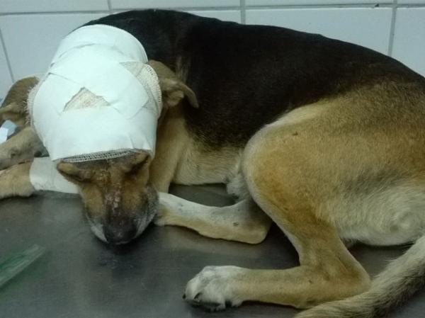 Cão resgatado com larvas na cabeça precisa de doações para tratamento
