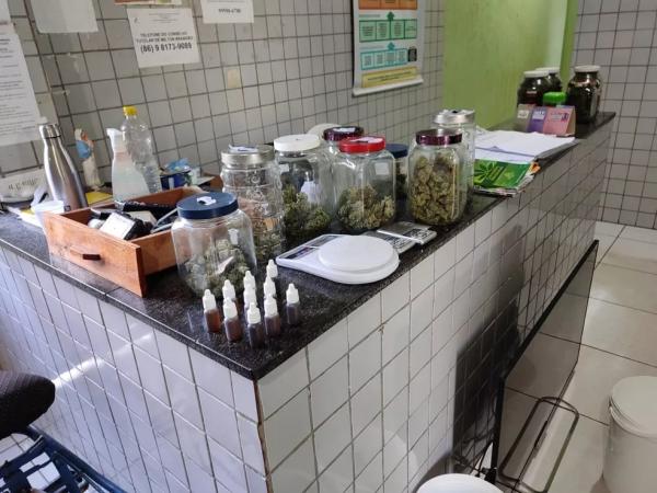  Organizadores de festa s&atilde;o presos com drogas sint&eacute;ticas e planta&ccedil;&atilde;o de maconha em estufa em Pedro II, no Piau&iacute;.(Imagem: Portal P2 )