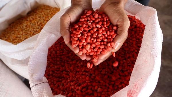 SAF inicia distribuição de sementes crioulas a agricultores familiares para safra 2023/2024