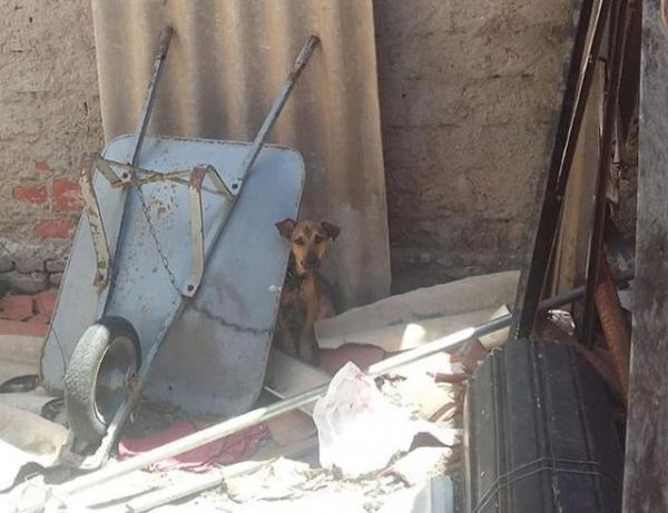 Cão vítima de maus-tratos em Teresina é o primeiro animal do Piauí resgatado com mandado de busca
