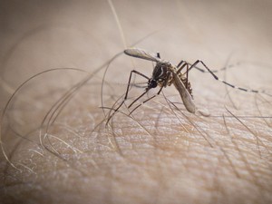 Piauí registra aumento de 53% nos casos de dengue