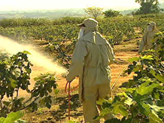 Anvisa divulga lista dos alimentos com maior nível de contaminação