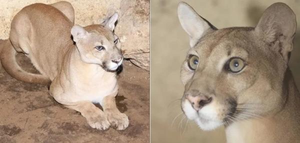  Fotos antigas de uma das on&ccedil;as que est&atilde;o no Parque Zoobot&acirc;nico de Teresina.(Imagem:Divulga&ccedil;&atilde;o )
