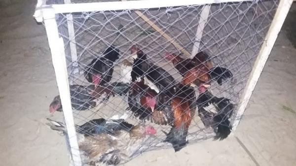Polícia resgata dezenas de galos usados em rinha no litoral do Piauí