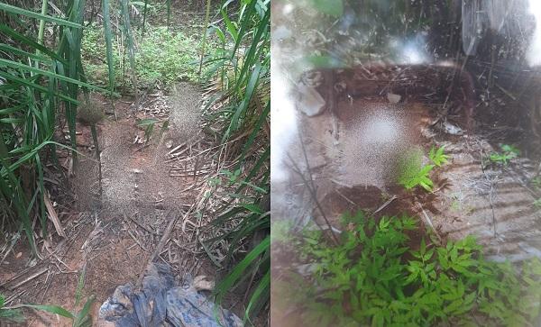 Ossada humana é encontrada em matagal na Zona Norte de Teresina