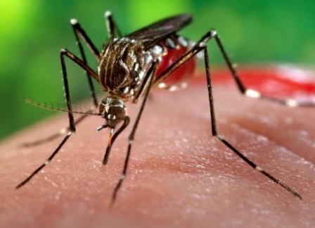 Piauí confirma mais de 800 casos de chikungunya e preocupa população