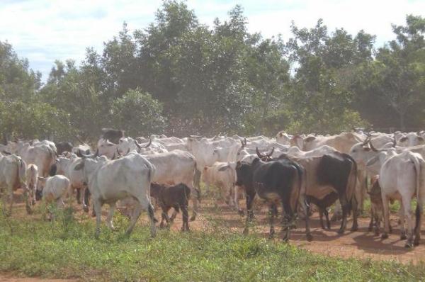 Com 1,6 milh&atilde;o de cabe&ccedil;as, rebanho do PI &eacute; o 19&ordm; maior do pa&iacute;s.(Imagem:Divulga&ccedil;&atilde;o)