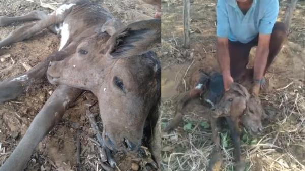 Bezerra nasce com duas cabeças no interior do Piauí; entenda anomalia