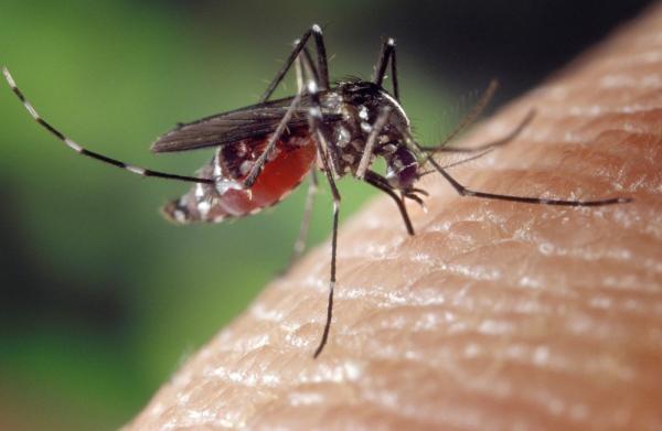 Ministério da Saúde faz alerta a cinco cidades do Piauí com alto risco de infestação por dengue