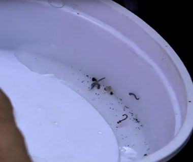 Larvas de Aedes aegypti são achadas em carros apreendidos