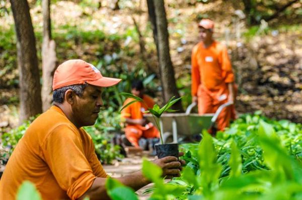 Projeto resgata &aacute;rvores frut&iacute;feras em pra&ccedil;as para evitar extin&ccedil;&atilde;o.(Imagem:Cidadeverde.com)