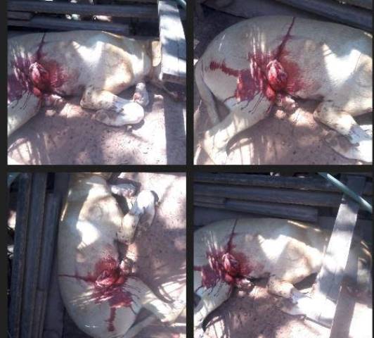 Mulher mata cachorro a facadas e gera revolta dos moradores no PI