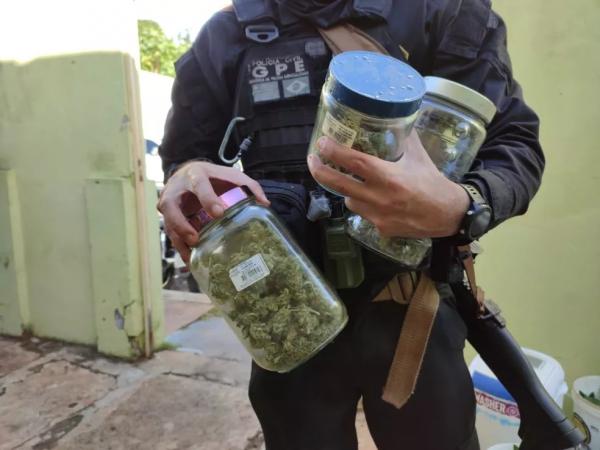  Organizadores de festa s&atilde;o presos com drogas sint&eacute;ticas e planta&ccedil;&atilde;o de maconha em estufa em Pedro II, no Piau&iacute;.(Imagem:Portal P2 )