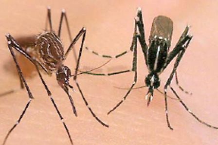 Saúde realiza mobilização contra os mosquitos Aedes Aegypti e Aedes Albopictus em Floriano