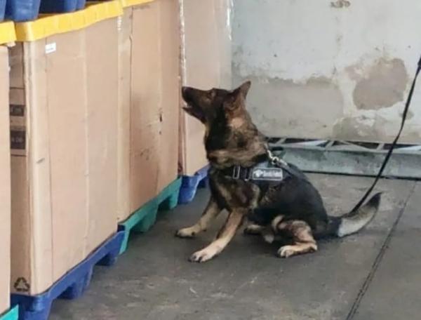 C&atilde;es da Receita Federal localizam pacote dos Correios com 3,5 kg de coca&iacute;na em Teresina.(Imagem:Divulga&ccedil;&atilde;o /Receita Federal)