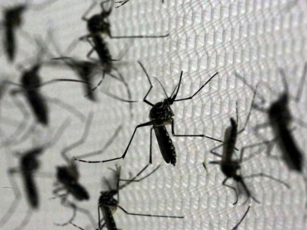PI tem 30 casos de microcefalia confirmados e investiga outros 74