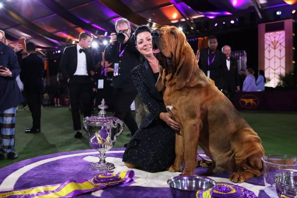 Os adversários do bloodhound eram das raças Bulldog francês, Pastor alemão, Maltês, Setter inglês, Samoieda e Lakeland terrier. A premiação do Westminster Kennel Club acontece des(Imagem:Reprodução)