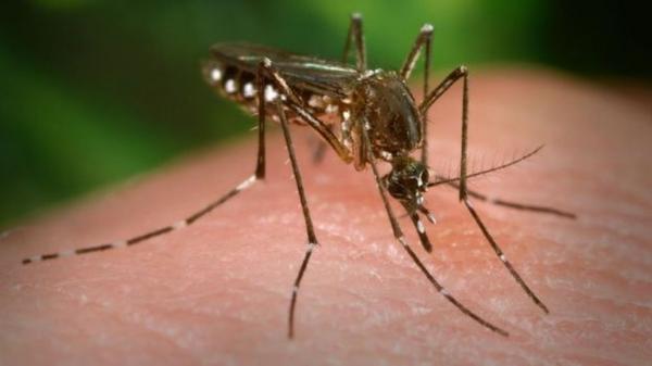 Oito municípios piauienses estão em situação de risco para surto de dengue, chikungunya e zika