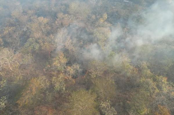 Animais morrem queimados em incêndio que já dura cinco dias no Norte do Piauí, divisa com o Ceará