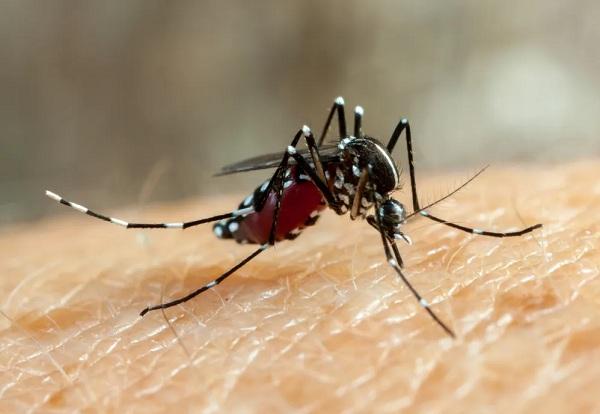 Piauí registra 14 mortes e mais de 15 mil casos de dengue; especialista explica aumento