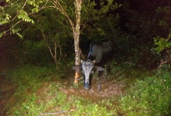 PM de Bar&atilde;o de Graja&uacute; apreende ve&iacute;culo de suspeitos de roubo.(Imagem:Divulga&ccedil;&atilde;o/PM)