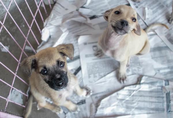 Piauí tem diariamente mais de 2 casos de maus-tratos aos animais