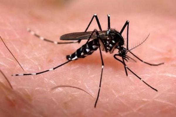 Piauí reduz em 72,5% os casos de dengue, mas chikungunya aumentam