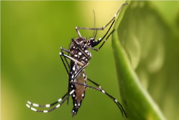 Teresina registra quinta morte por chikungunya e casos chegam a 2,2 mil