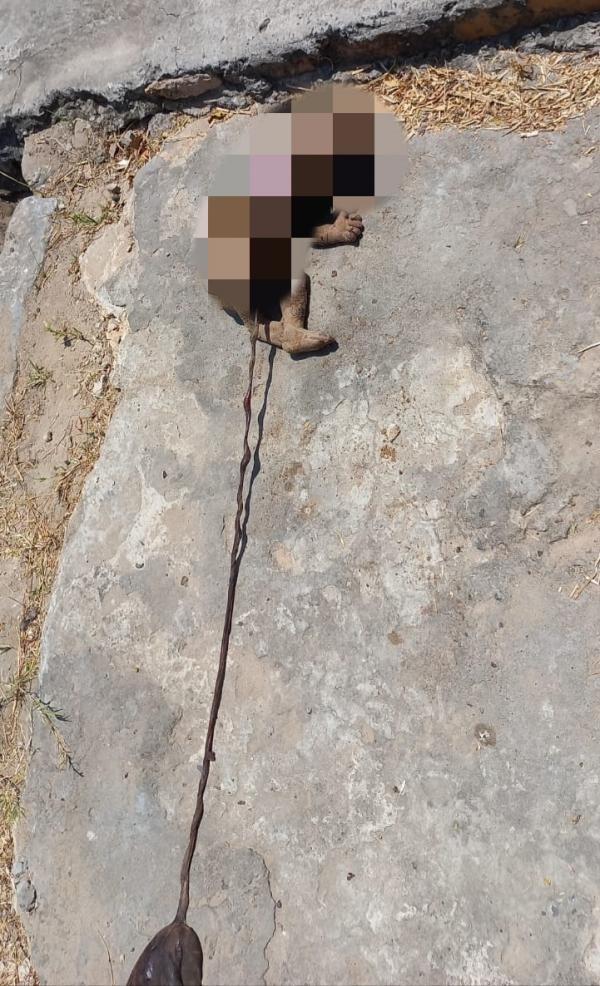 Corpo de rec&eacute;m nascido &eacute; encontrado em terreno baldio de Floriano(Imagem:Reprodu&ccedil;&atilde;o)