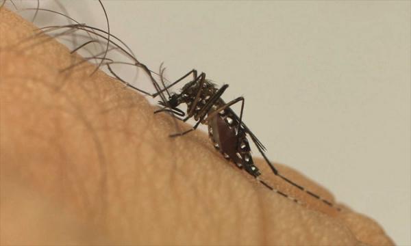 Piauí registra 14 mortes por dengue e aumento 660% nos casos