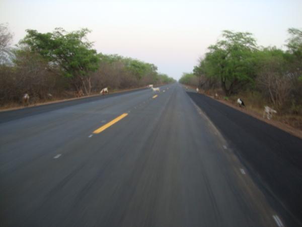 Animal na pista(Imagem:reda&ccedil;&atilde;o)