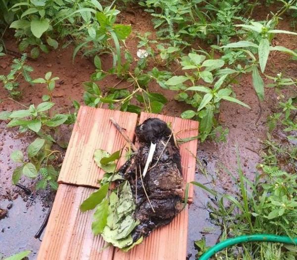 Tr&ecirc;s filhotes de cachorro morreram ap&oacute;s ficarem cobertos com piche de asfalto em f&aacute;brica abandonada no PI.(Imagem:Reprodu&ccedil;&atilde;o)