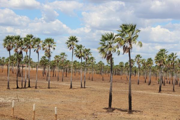 Piauí é o maior produtor de pó de carnaúba do país, aponta IBGE