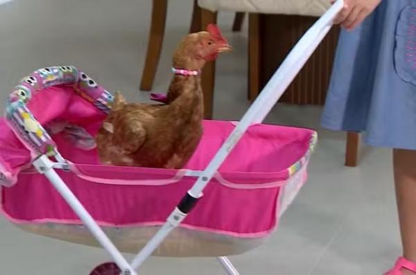 Lei no Piau&iacute; permite que pessoas com defici&ecirc;ncia ou transtornos mentais acesse espa&ccedil;os p&uacute;blicos ou privados com animais de suporte emocional.(Imagem: Reprodu&ccedil;&atilde;o/TV Vanguarda)