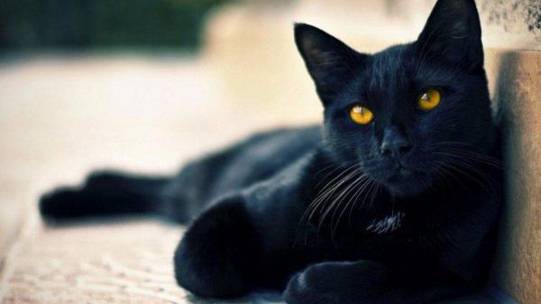 Veterinário dá dicas para proteger gato preto na sexta-feira 13 e ajuda a desmitificar preconceitos