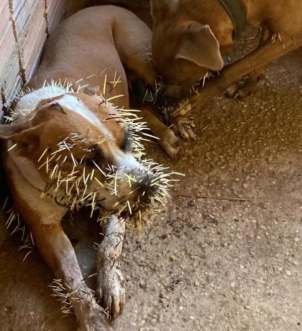 Cadelas ficam feridas ao atacar porco-espinho em Teresina; mais de 2 horas para tirar os espinhos
