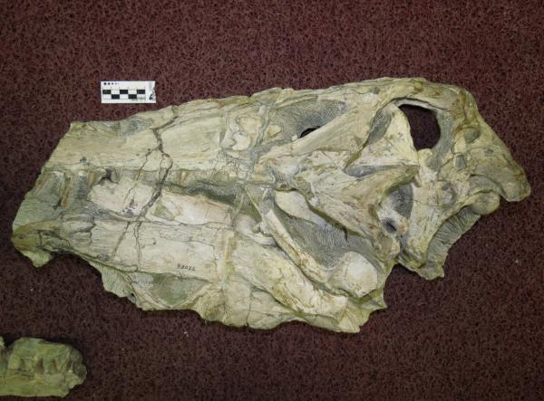 Pesquisadores pedem devolução de fóssil de dinossauro que seria do Piauí