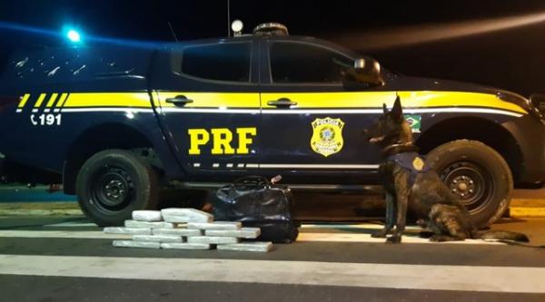 Cão farejador localiza 13 kg de maconha e 1 kg de crack no bagageiro de ônibus no Piauí