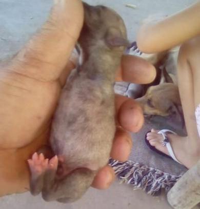 Animal nasce sem duas patas no interior do Piauí