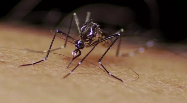 Teresina registra quarta morte por chikungunya e aumento de 686 casos de dengue em uma semana