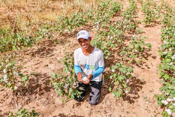 Algodão orgânico produzido por agricultores familiares do Piauí se destaca como matéria prima