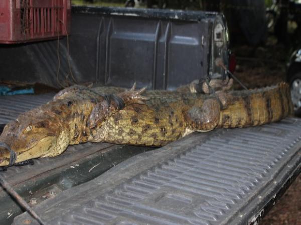 Jacaré de 1,60 m é apreendido perto de lava jato na Zona Norte de Teresina
