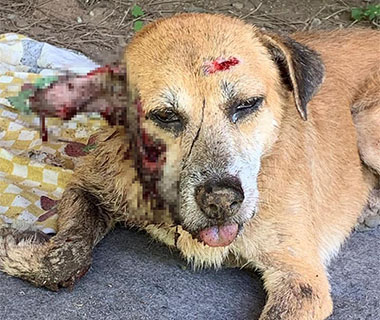 Cão morre após ser atingido com tiro na cabeça e polícia investiga